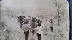 농경지 돌 없애기 운동(1971) 사진