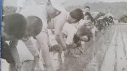 권농일을 맞이하여 모내기 지원(1969) 사진
